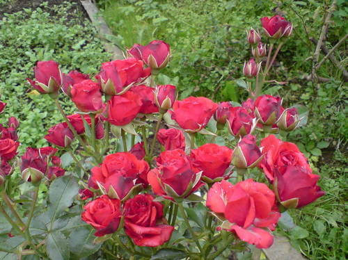 17715224_m.jpg