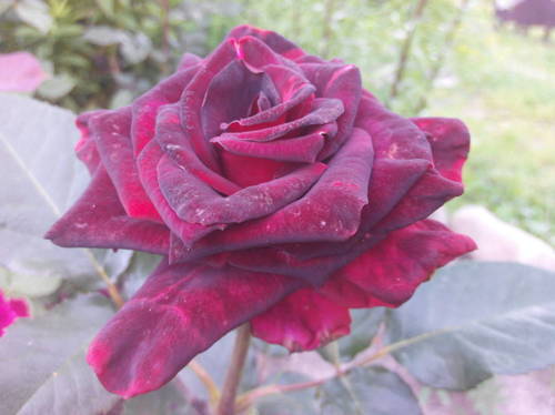 20115830_m.jpg