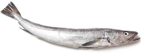hake.jpg