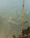 IMG_20160805_184529.thumb.jpg.e7b729e3cc1d763121fe4fc5a9a50df7.jpg
