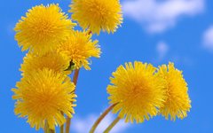 kartinki24_flowers_2330.thumb.jpg.b550811bbfa7ef81f19d4c6938b2cd93.jpg