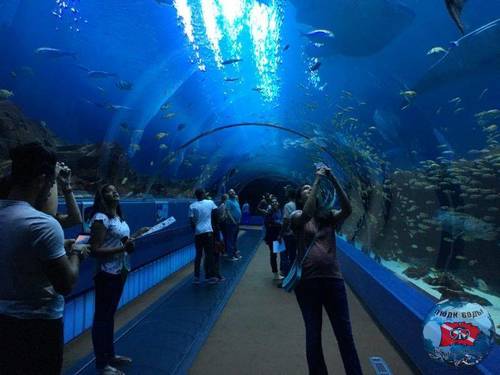 The-Georgia-Aquarium-800x600.jpg