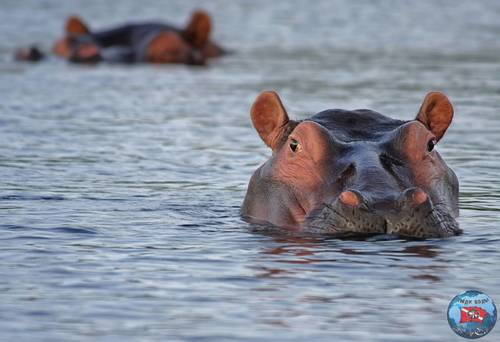 sea-water-nature-wilderness-animal-wildlife-africa-mammal-fauna-wild-animal-look-vertebrate-attention-botswana-hippopotamus-hippo-south-africa-775371.jpg