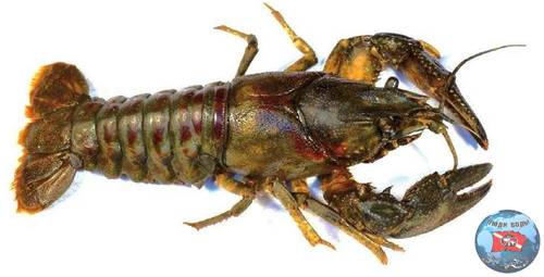 Orconectes-limosus_02.jpg