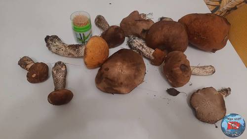 IMG-20240626-WA0003.jpeg