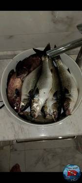 IMG_20250217_161846_675.jpg