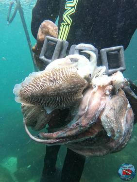 cuca_spearfishing_1756114747493.thumb.jpg.710f784d160b32636e411f424c1355cd.jpg